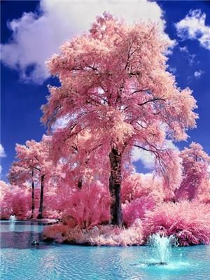 Diamond Painting Roze boom met Ronde steentjes 80x100cm - Beste Kwaliteit